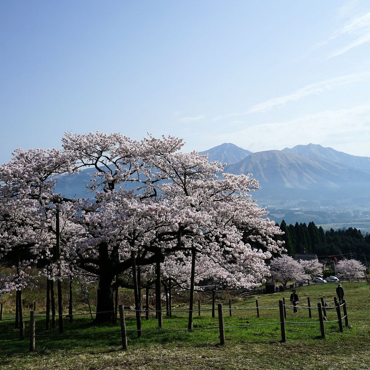 🌸 관음 벚나무(칸논자쿠라) 이미지 4